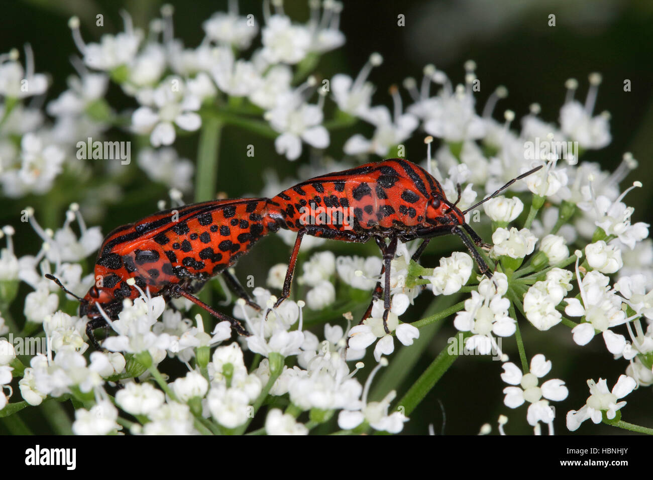 Graphosoma lineatum, minstrel bug Stock Photo