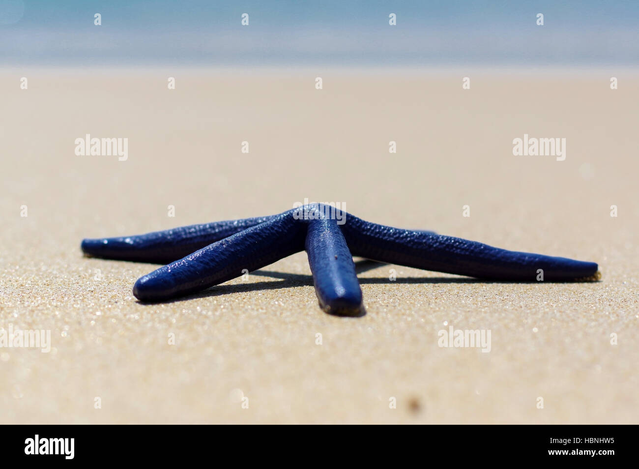 Blue starfish on the white sand sunny day Stock Photo