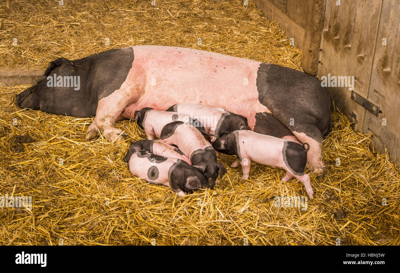 Sow and piglets on hay Stock Photo