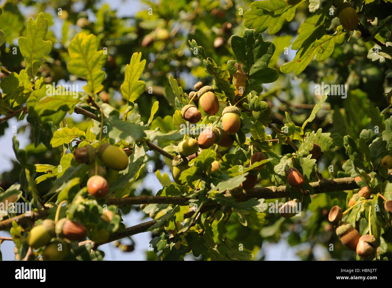 Quercus robur, German oak, oak nuts Stock Photo