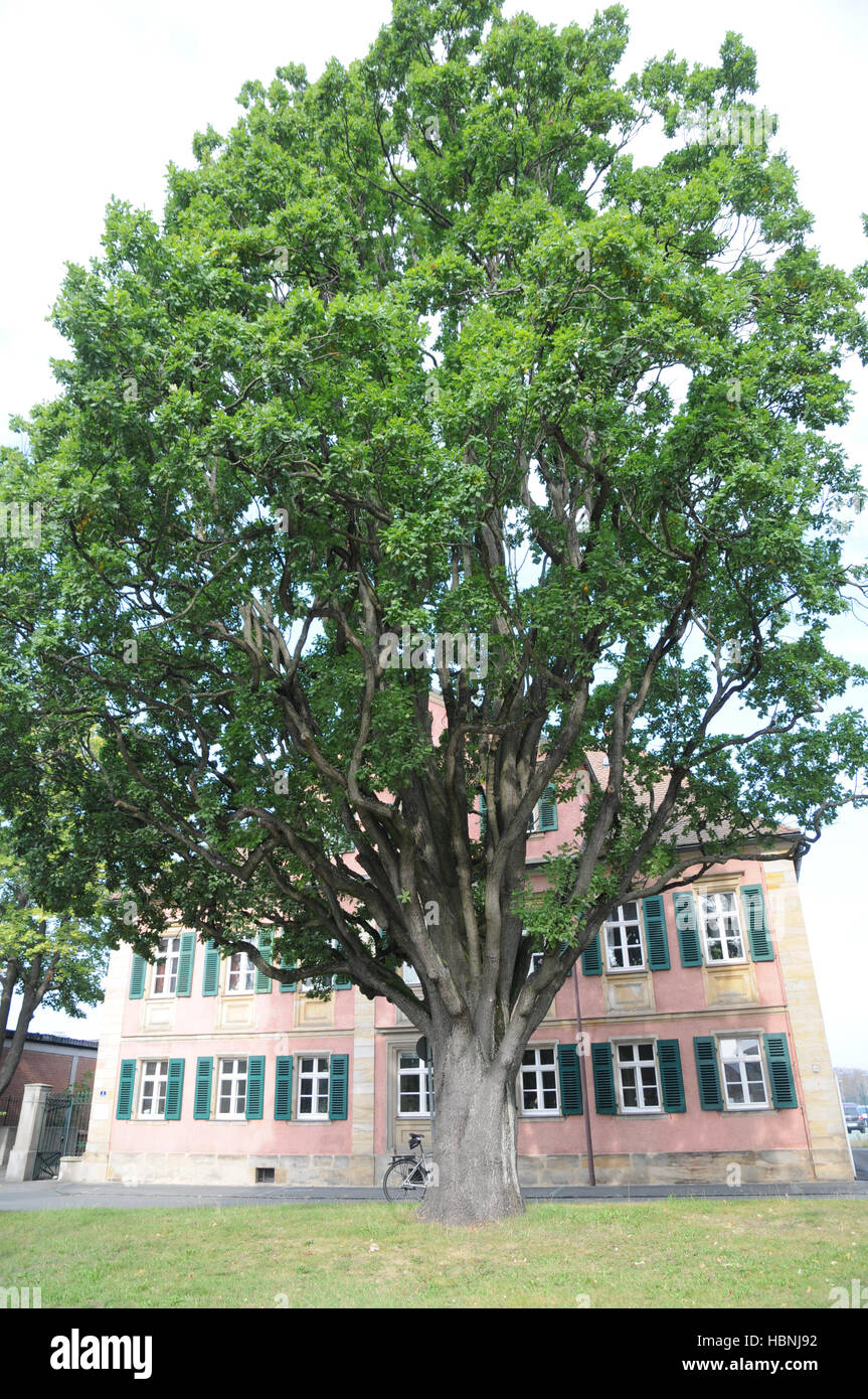Quercus robur Tortuosa, Corkscrew oak Stock Photo