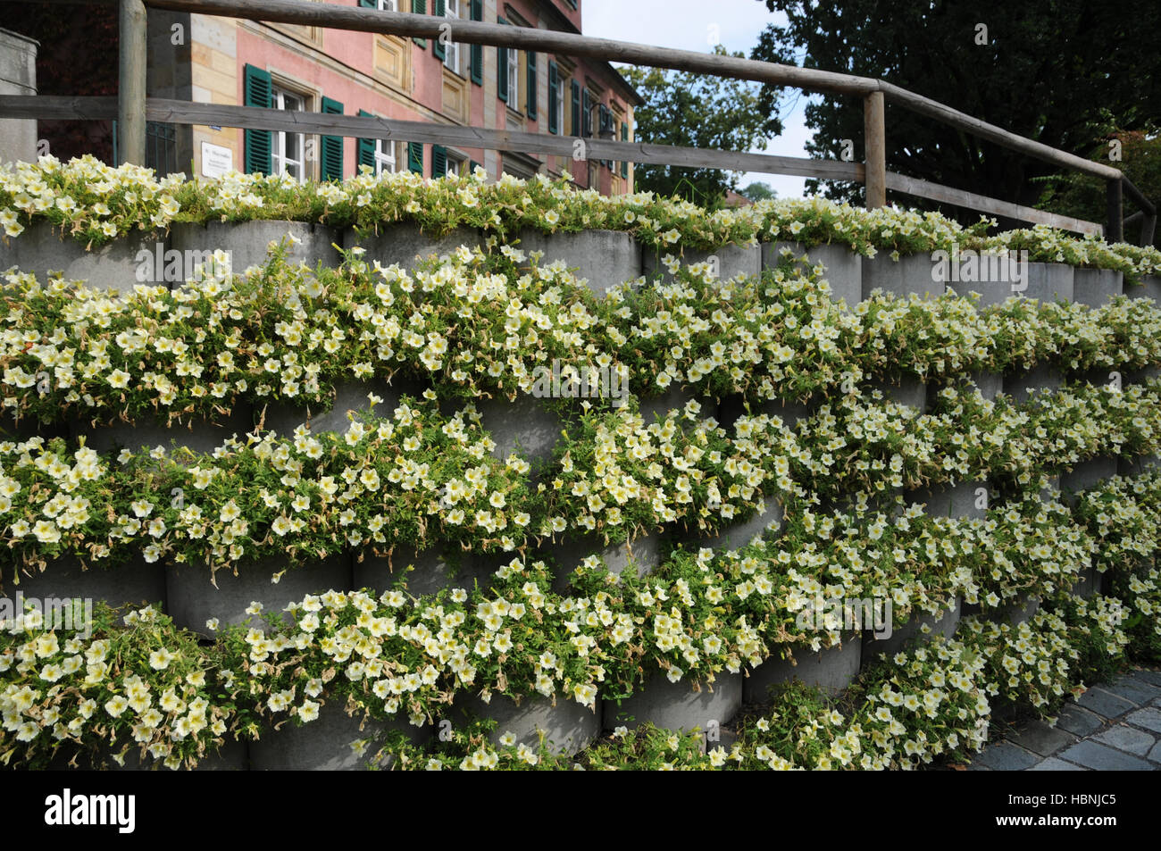 Petunia Concrete Wall Noise Protect Stock Photo 127709237 Alamy