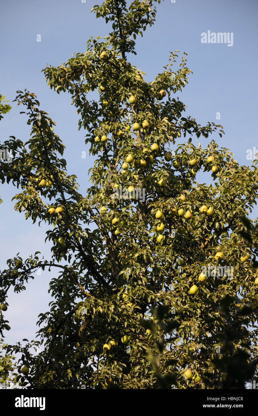 Pyrus communis, Pear tree Stock Photo Alamy