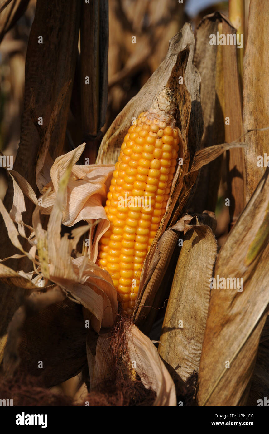 Zea mays, Maize Stock Photo