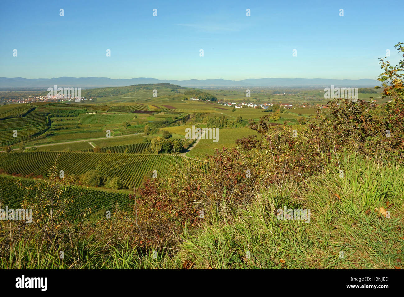 kaiserstuhl in  black forest, vineyard Stock Photo