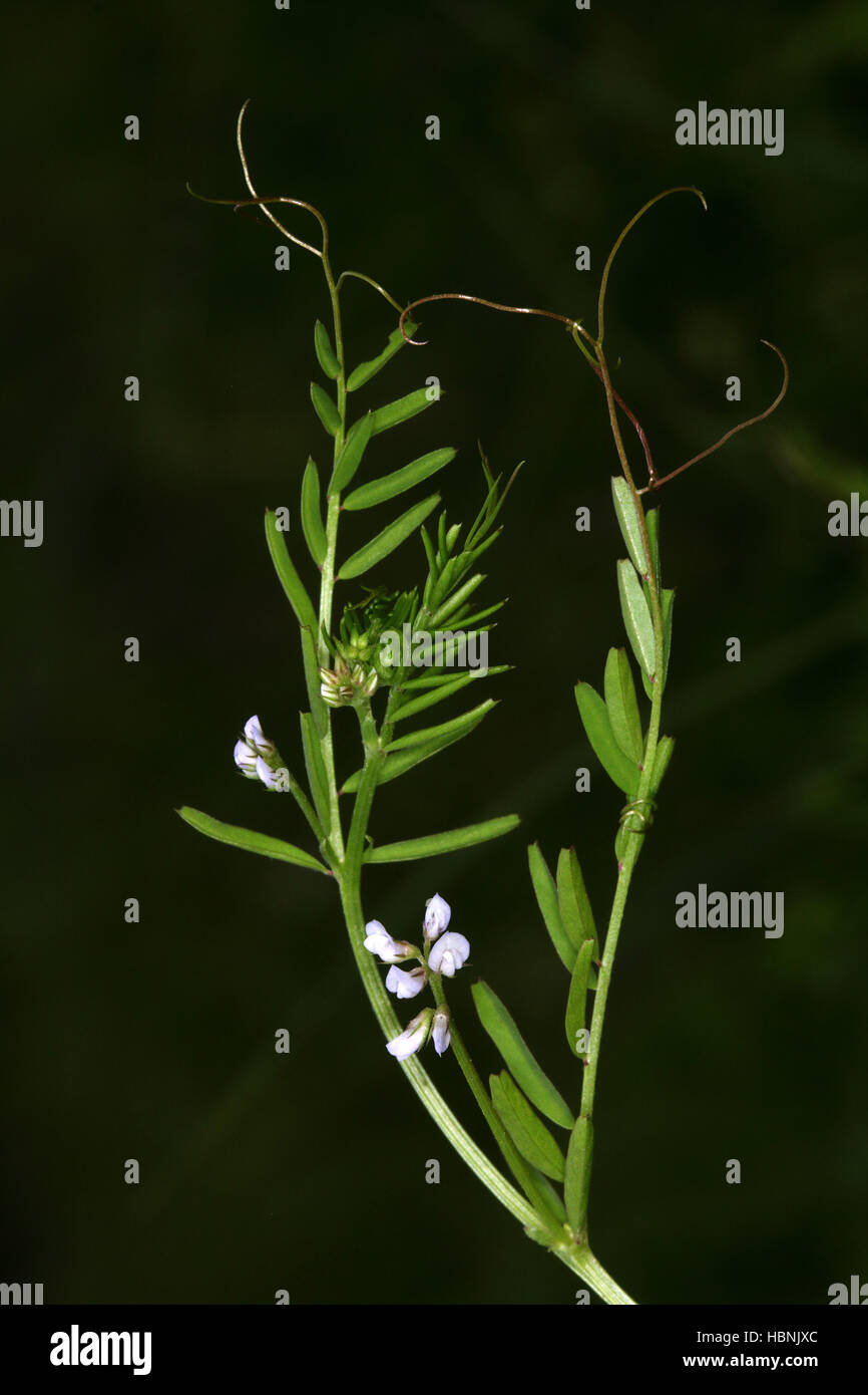 Vicia hirsuta hi-res stock photography and images - Alamy
