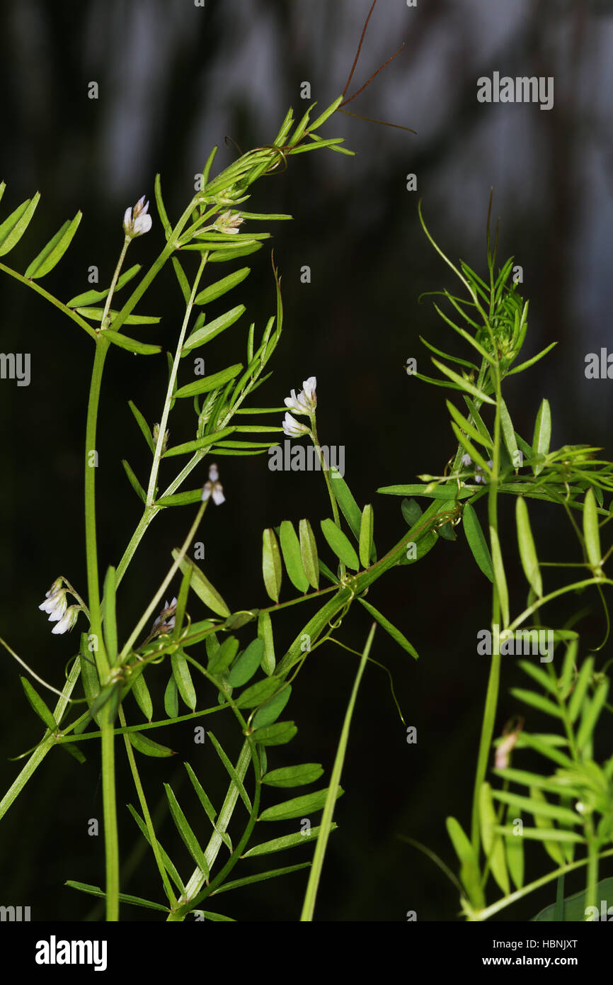 Vicia hirsuta, hairy vetch, tiny vetch Stock Photo
