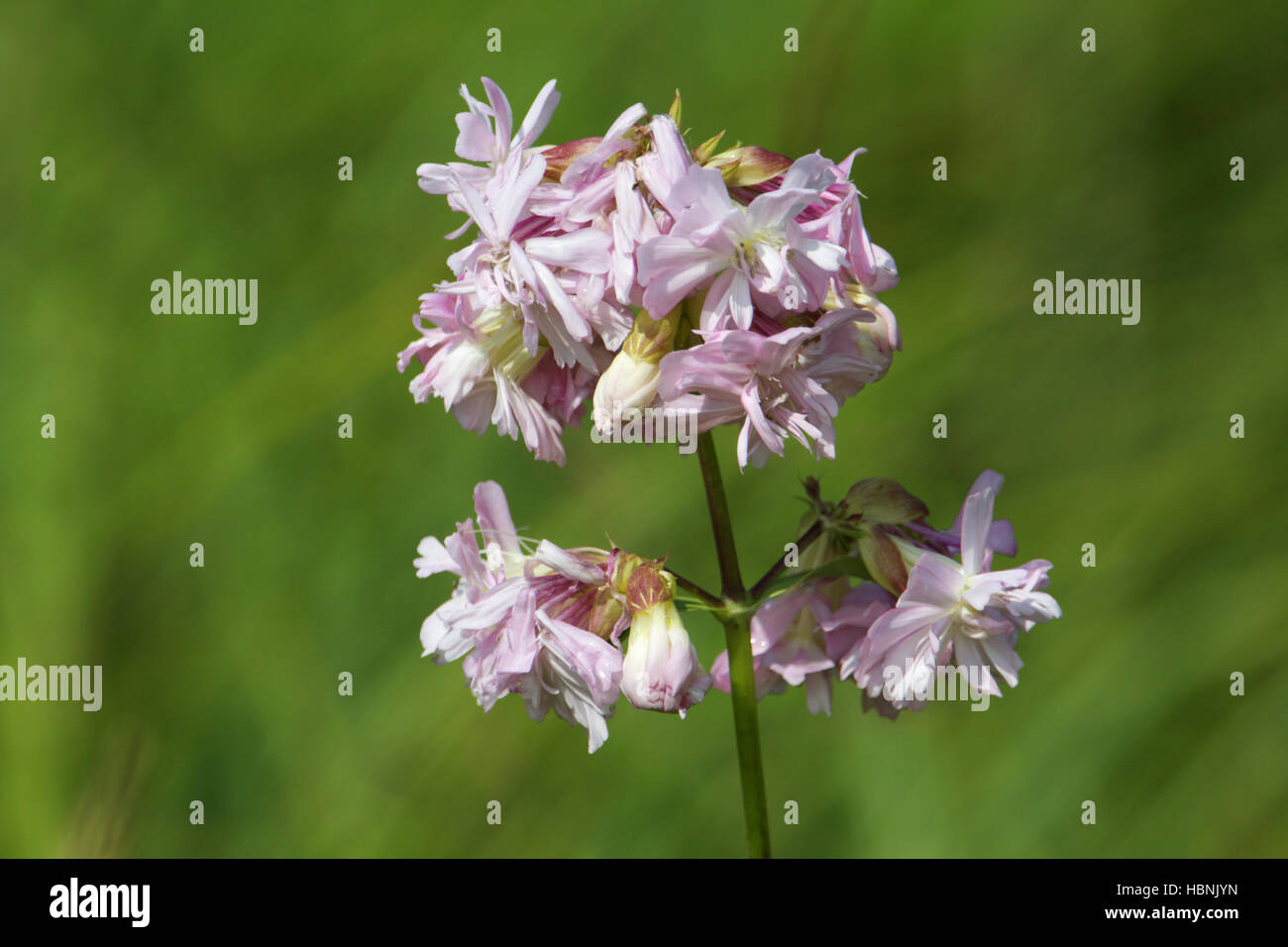 Common soapwort, Saponaria officinalis Stock Photo