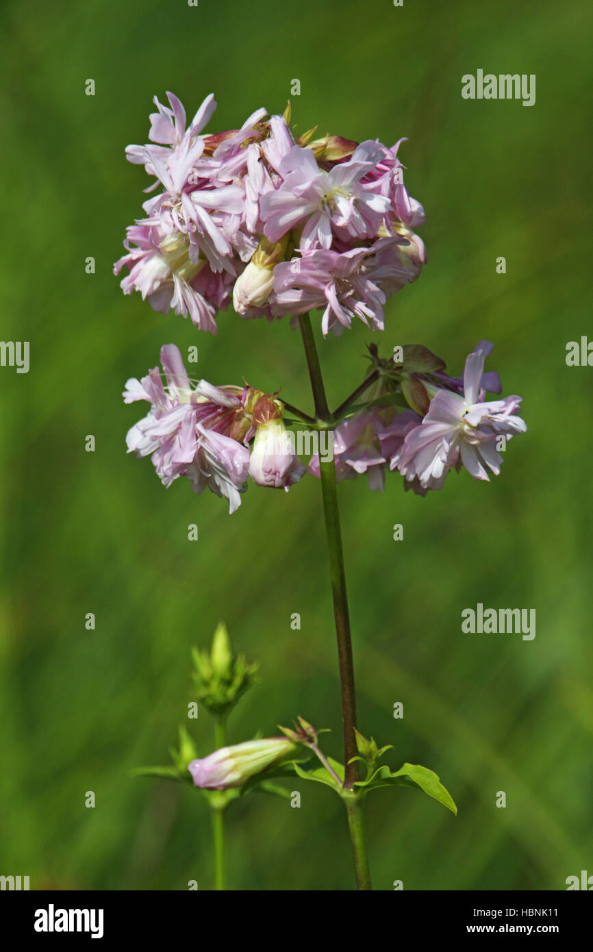 Common soapwort, Saponaria officinalis Stock Photo