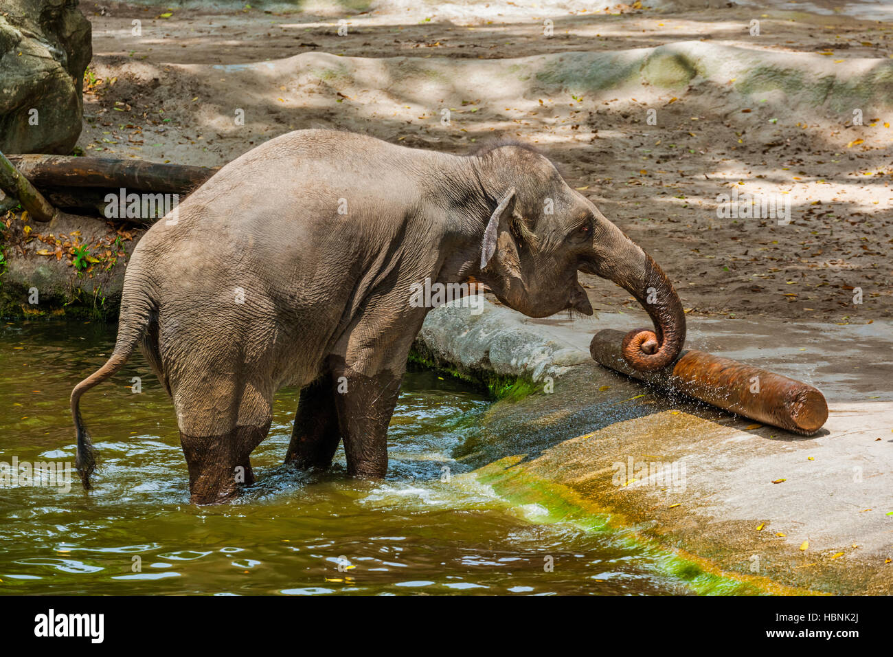 Elephant in water Stock Photo Alamy