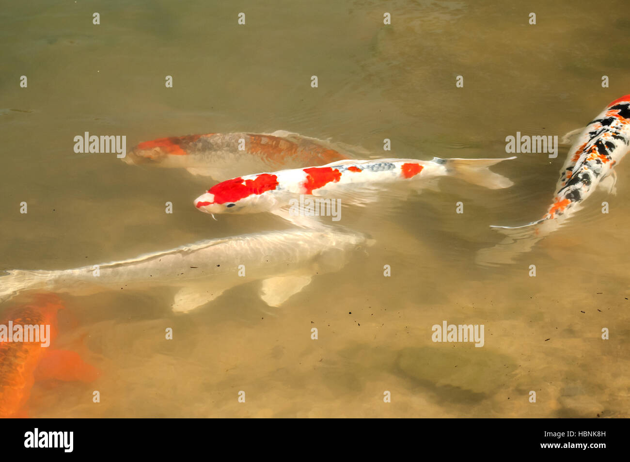 Colored koi fish Stock Photo Alamy