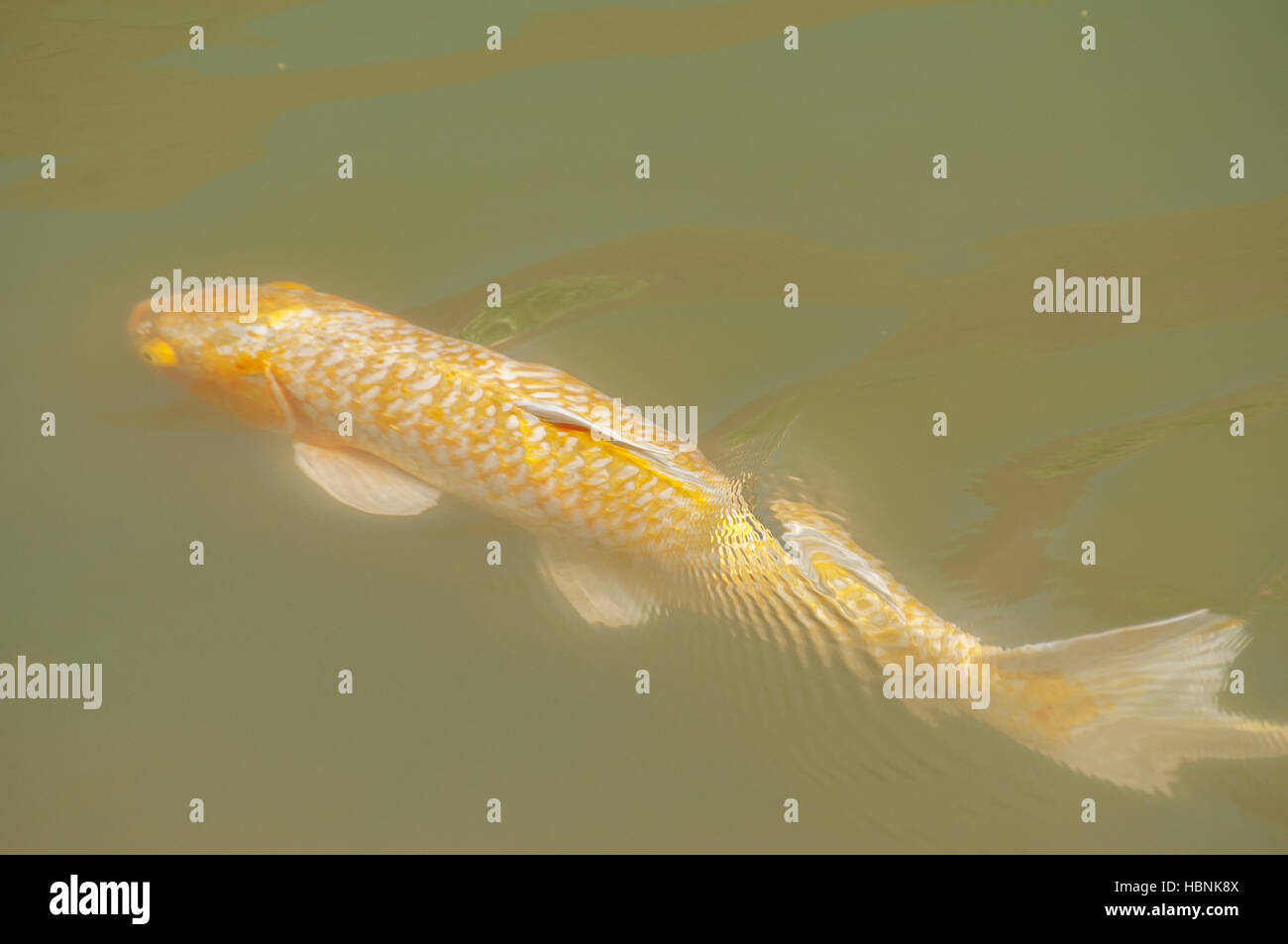 Colored koi fish Stock Photo Alamy