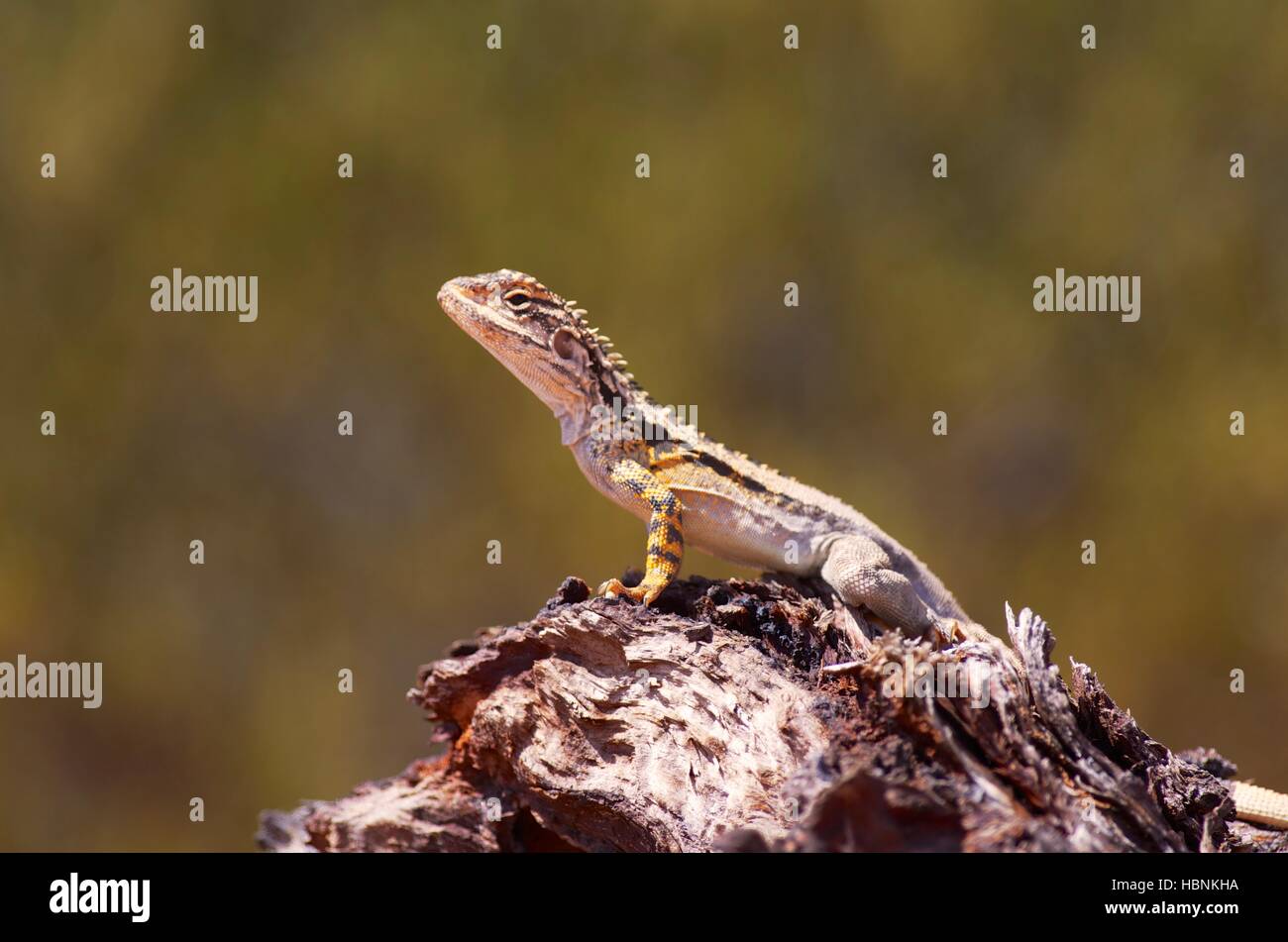 A Crested Dragon (Ctenophorus cristatus) perched on a stump near Nilginee, South Australia Stock Photo