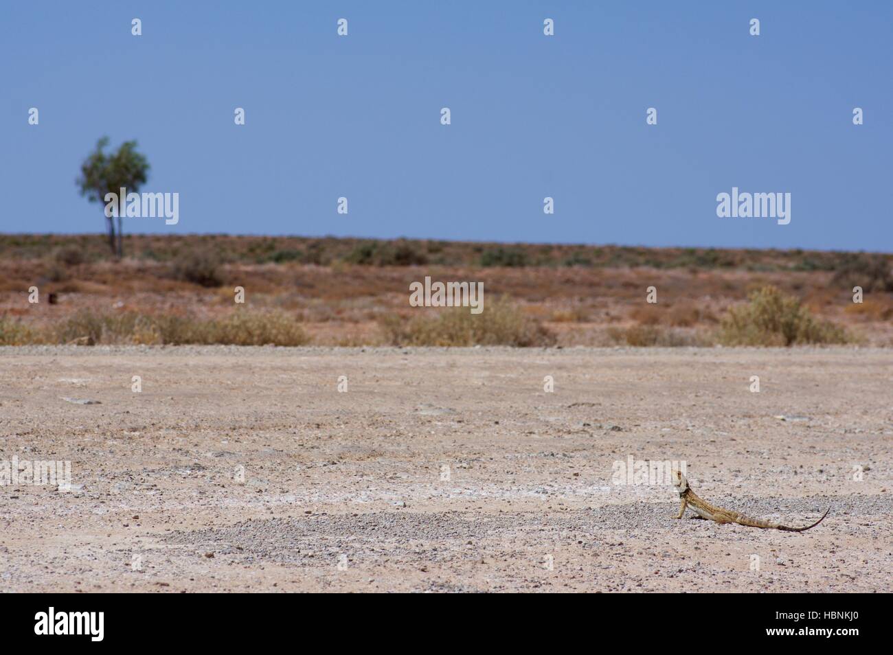 An alert Central Bearded Dragon (Pogona vitticeps) on a gravel track in South Australia. Stock Photo
