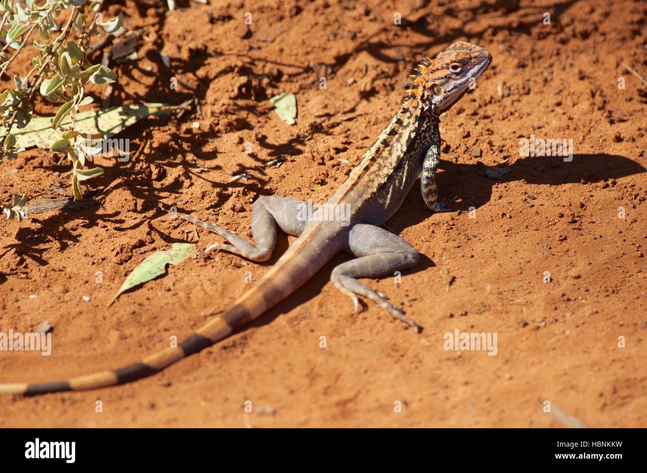A Crested Dragon (Ctenophorus cristatus) at the edge of a red sand track in Gawler Ranges National Park, South Australia Stock Photo