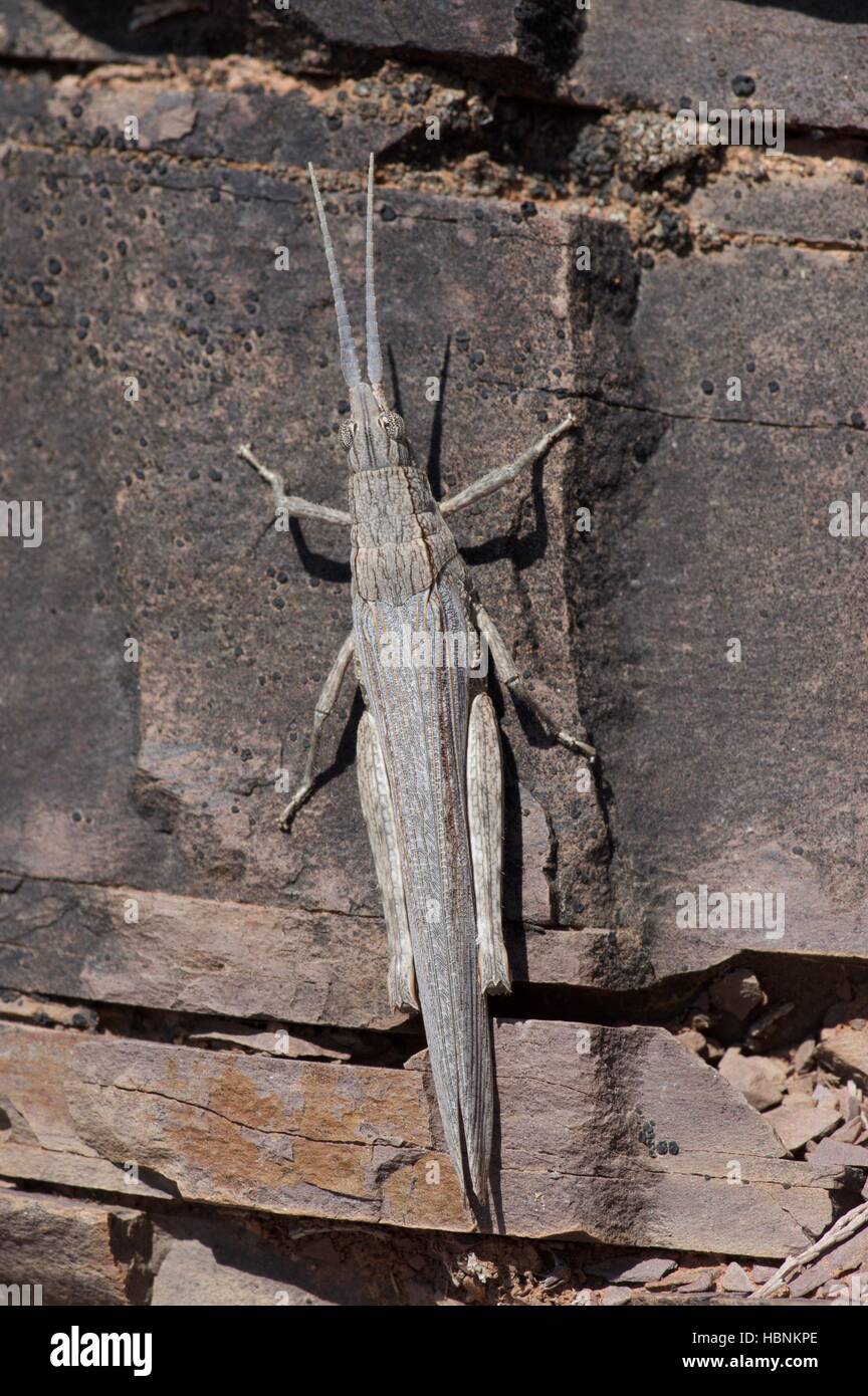 A gray leaf mimic grasshopper perched vertically on a rock in Sacred Canyon, Flinders Ranges National Park, South Australia Stock Photo