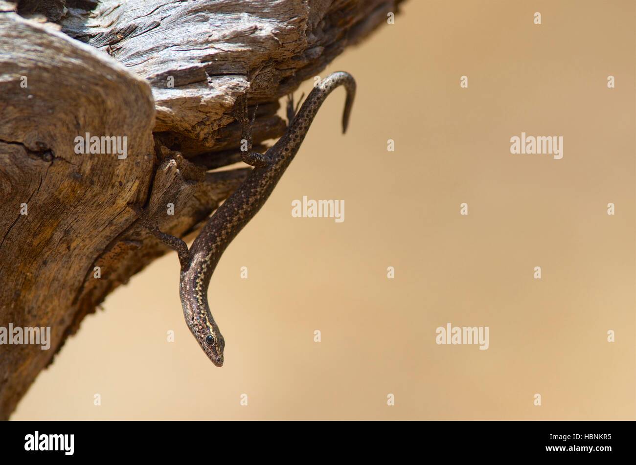 A Ragged Snake-eyed Skink (Cryptoblepharus pannosus) in ambush position in Flinders Ranges National Park, South Australia Stock Photo