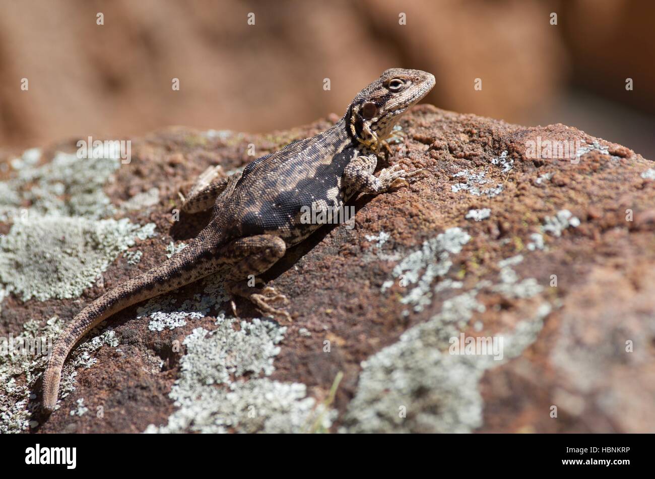 A gravid female Tawny Dragon (Ctenophorus decresii) basking on a boulder in Telowie Gorge Conservation Park, South Australia. Stock Photo