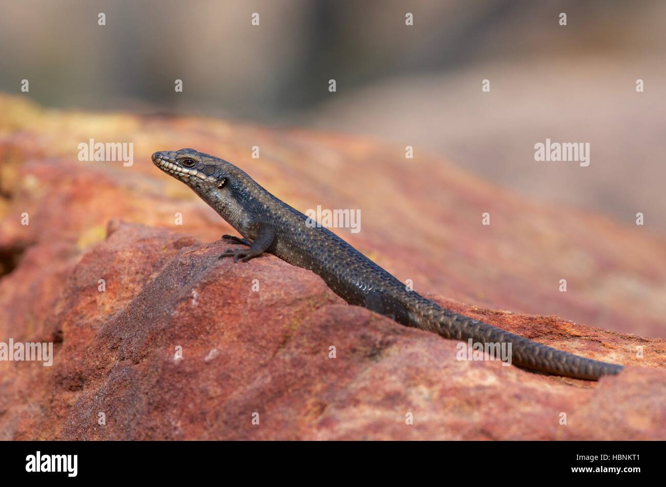 A Tree Skink or Rock Skink (Egernia striolata) on a red rock outcrop at Flinders Ranges National Park, South Australia Stock Photo