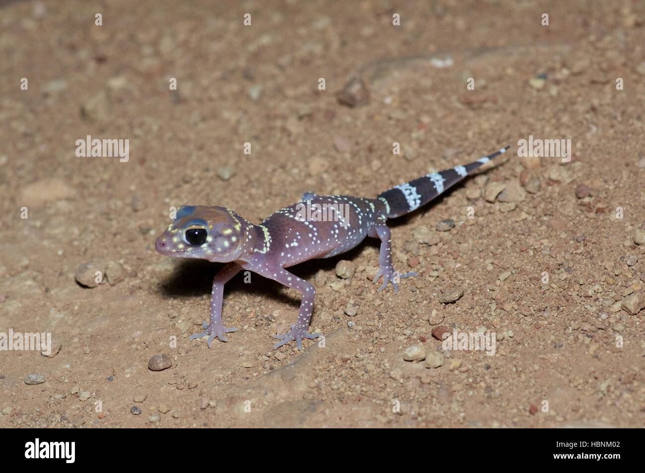 A Common Thicktailed Gecko (Underwoodisaurus milii) at night in