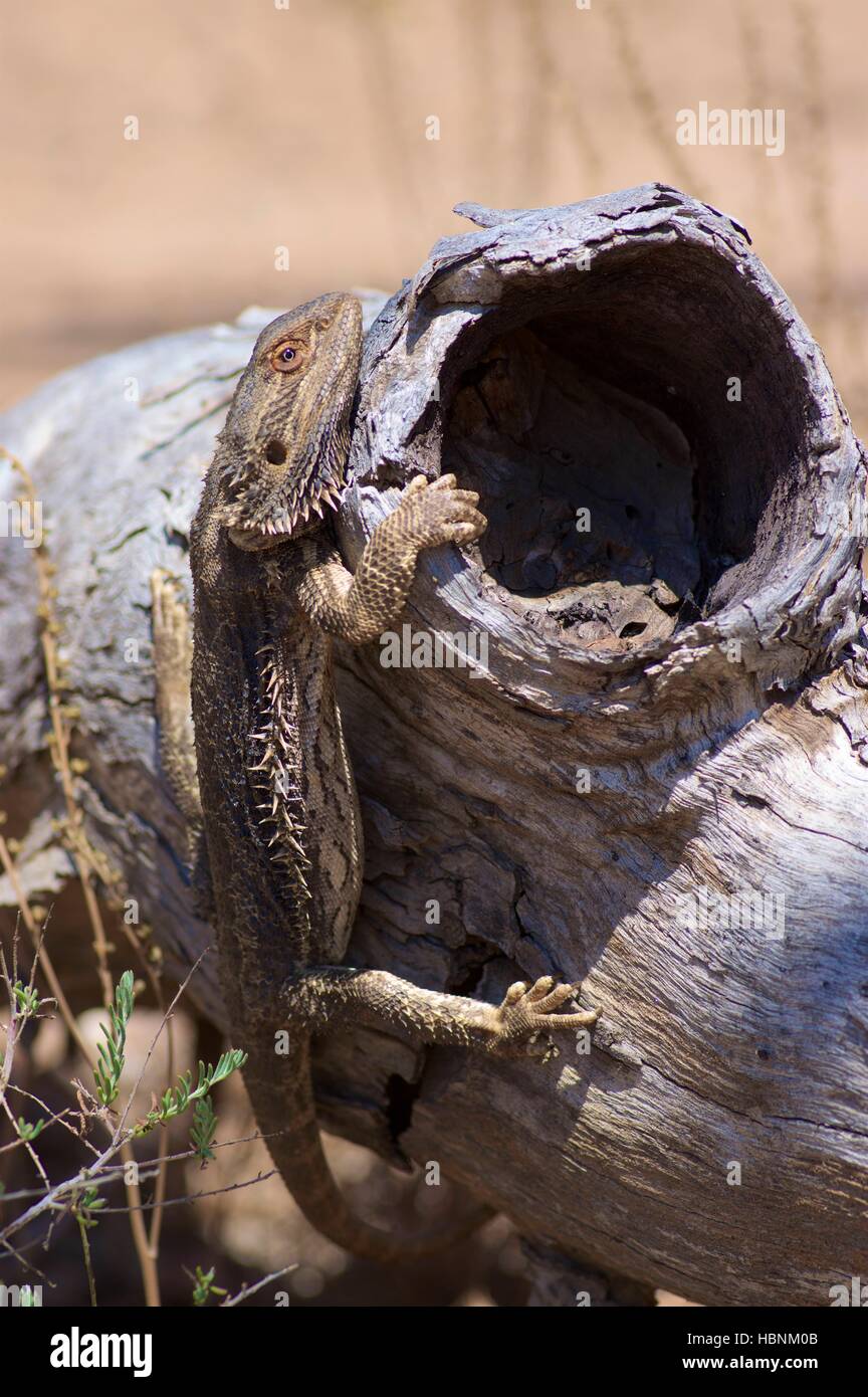 An adult Central Bearded Dragon (Pogona vitticeps) hanging onto a downed log in Arkaroola Wilderness Sanctuary, South Australia Stock Photo