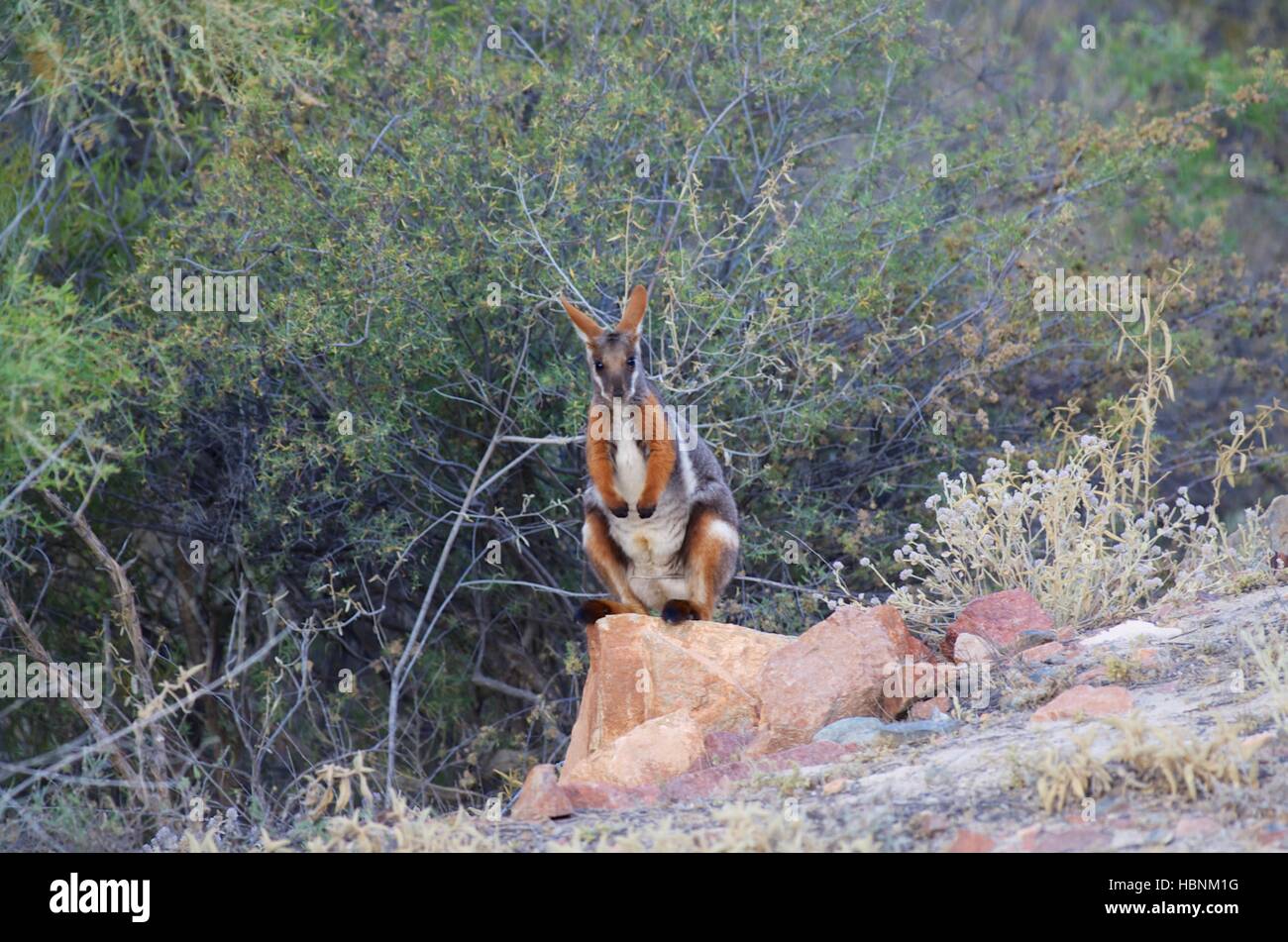 A Yellow-footed Rock Wallaby (Petrogale xanthopus) along a road clearing in Arkaroola Wilderness Sanctuary, South Australia Stock Photo