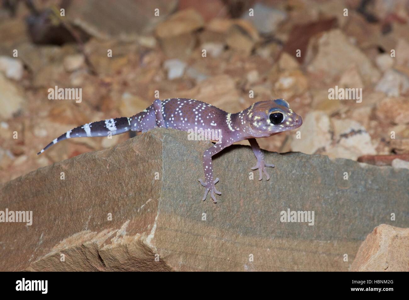 A Common Thick-tailed Gecko (Underwoodisaurus milii) at night in Flinders Ranges National Park, South Australia Stock Photo