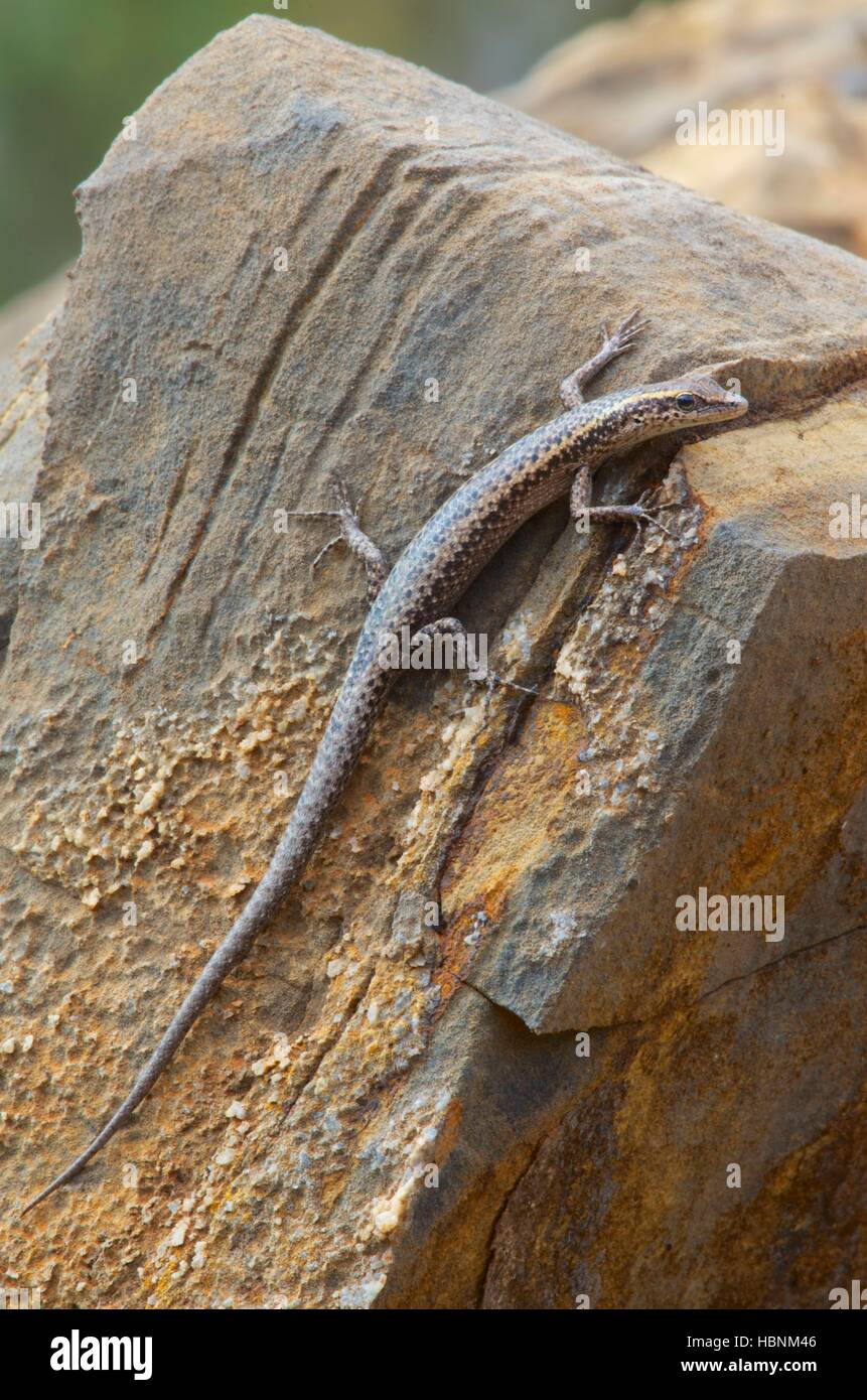 An Inland Snake-eyed Skink (Cryptoblepharus australis) perched on a rock in Flinders Ranges National Park, South Australia Stock Photo