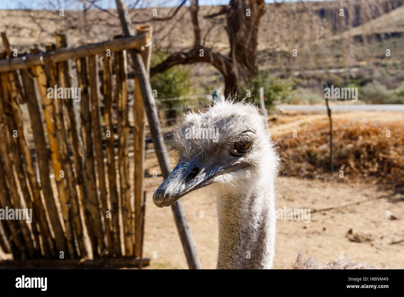 Ostrich Head down and taking a break Stock Photo