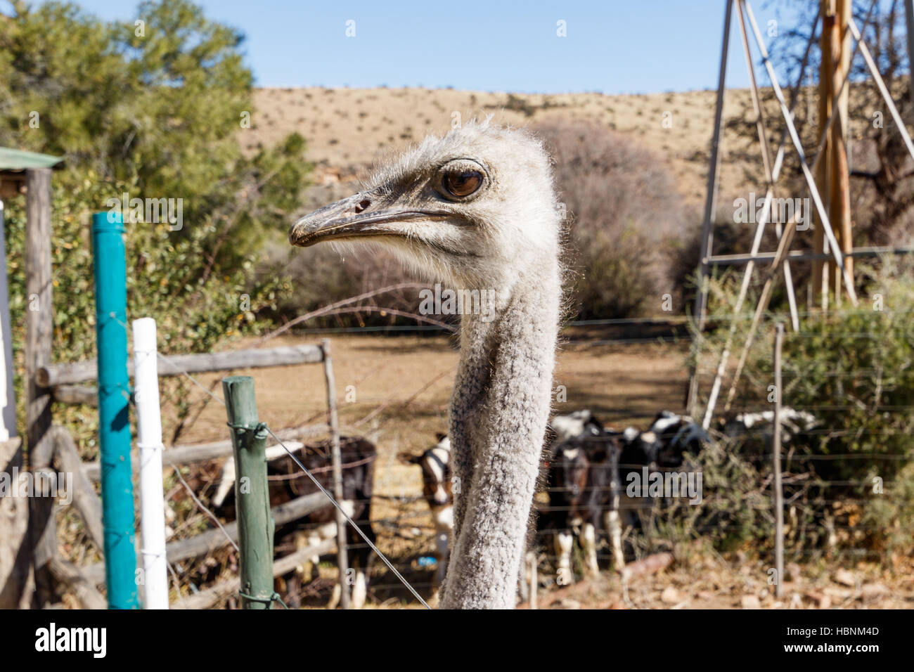 Ostrich - Head up and very inquisitive Stock Photo