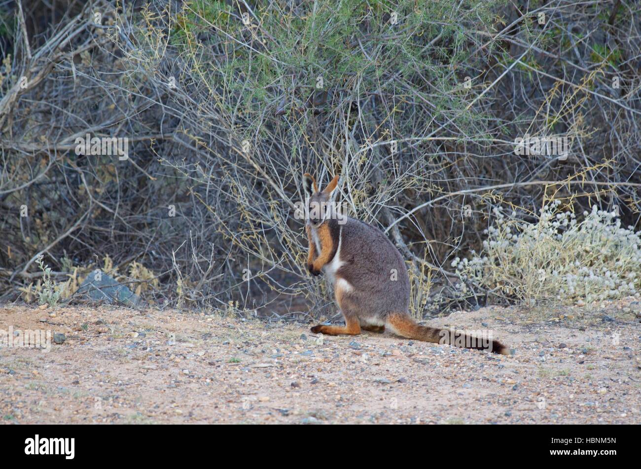 A Yellow-footed Rock Wallaby (Petrogale xanthopus) along a road clearing in Arkaroola Wilderness Sanctuary, South Australia Stock Photo