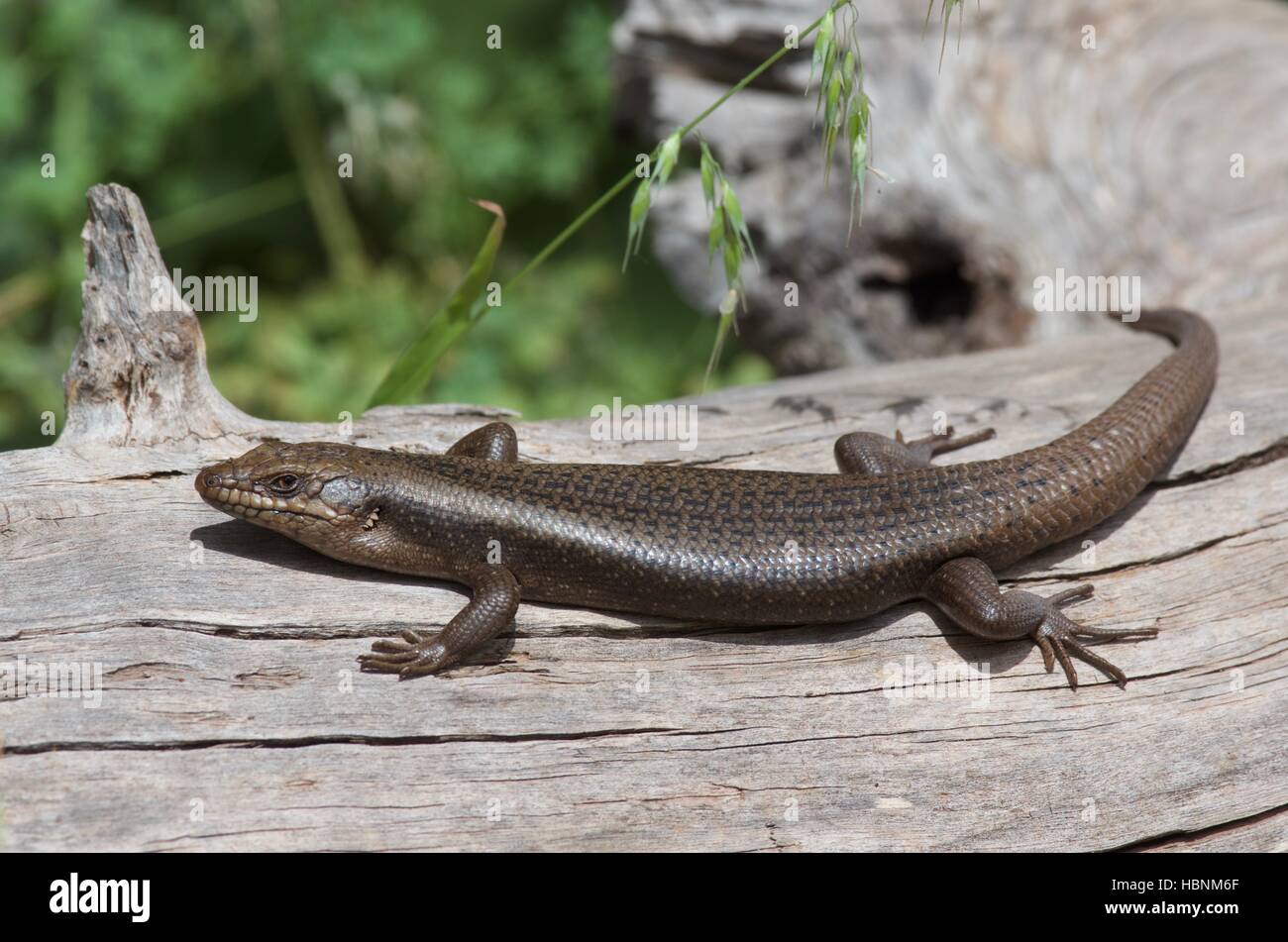 A Tree Skink or Rock Skink (Egernia striolata) stretched out on a log in Flinders Ranges National Park, South Australia Stock Photo