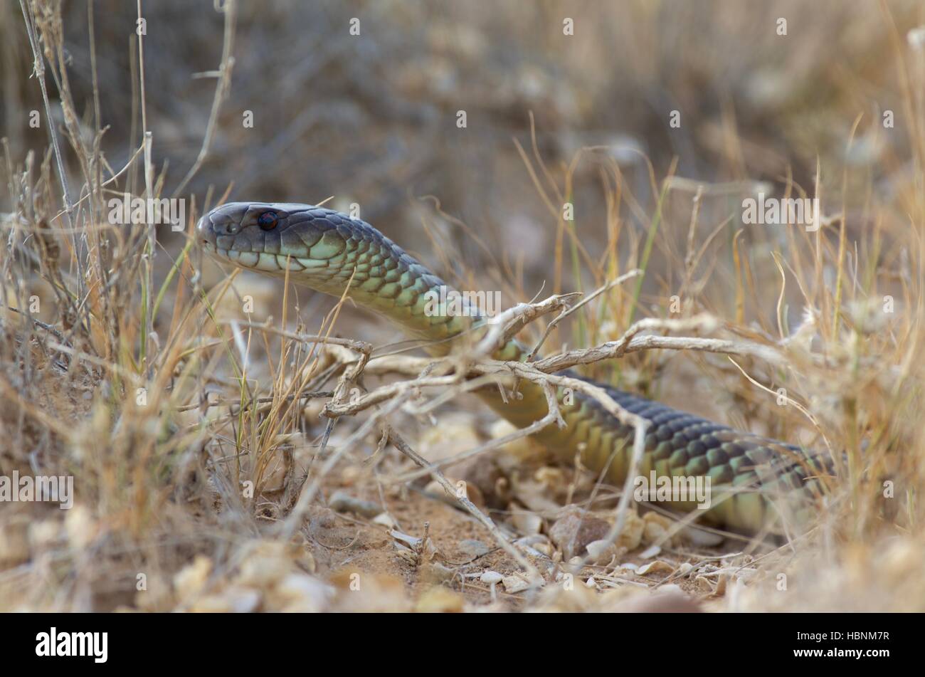 Close-up of a Mulga or King Brown snake (Pseudechis australis) in vegetation south of Marree, South Australia Stock Photo