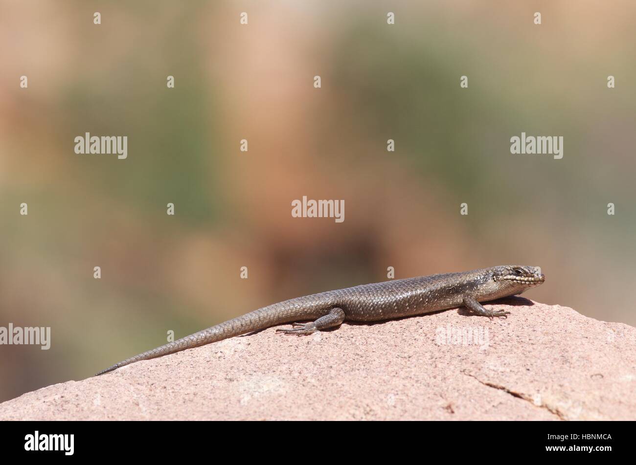 A Tree Skink or Rock Skink (Egernia striolata) stretched across a boulder at Telowie Gorge Conservation Park, South Australia Stock Photo