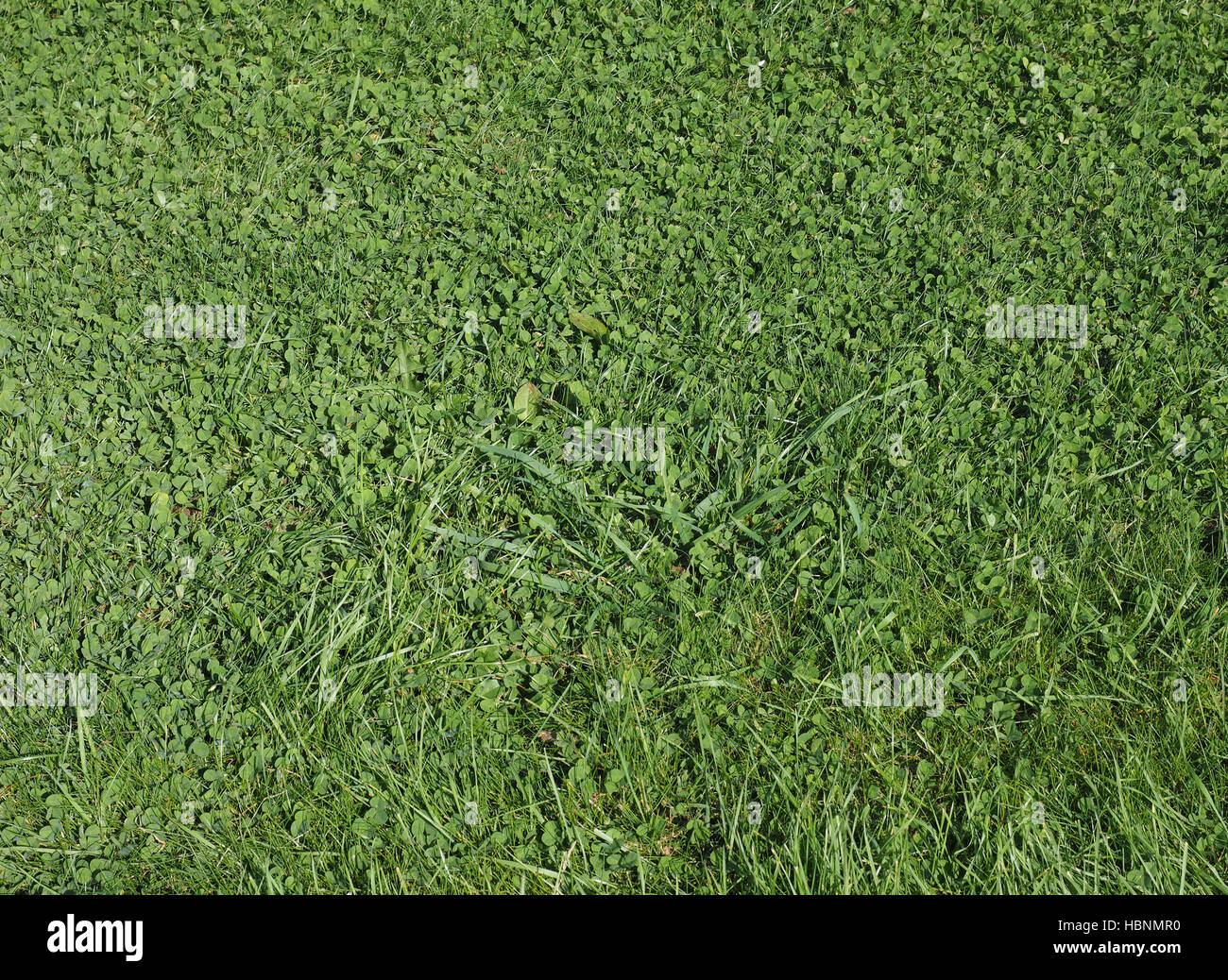Green grass texture background Stock Photo - Alamy