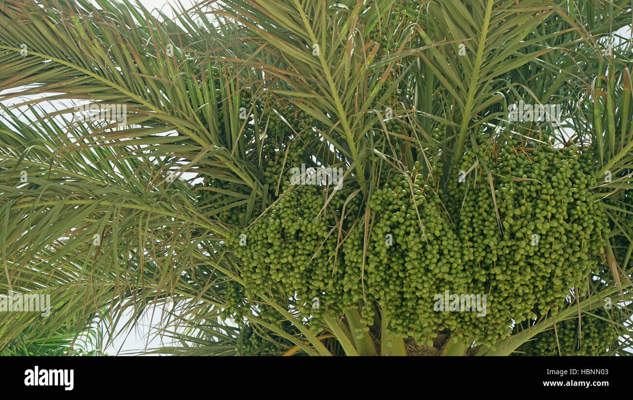 african palm tree on cape verde Stock Photo - Alamy