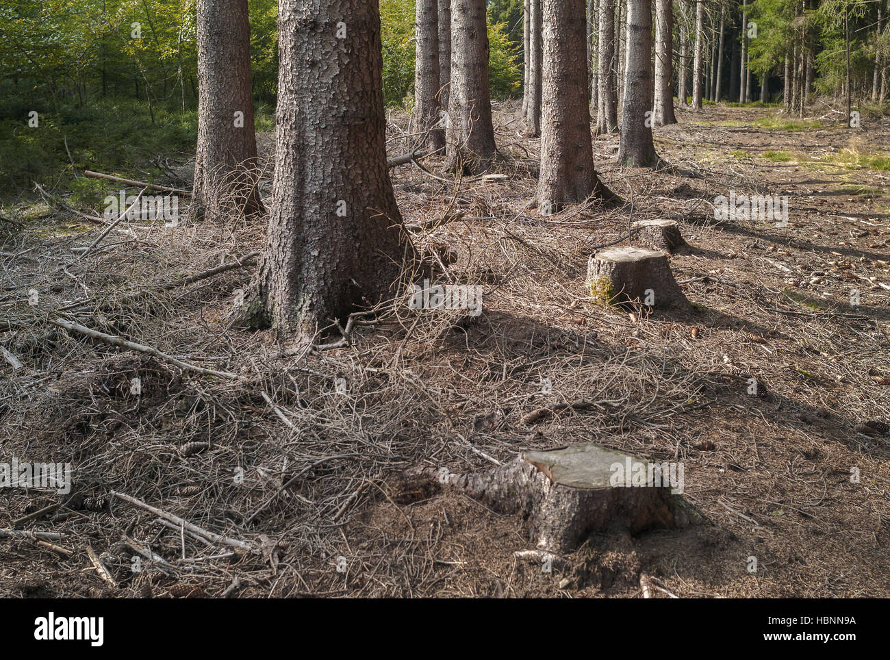 Felled trees... Stock Photo