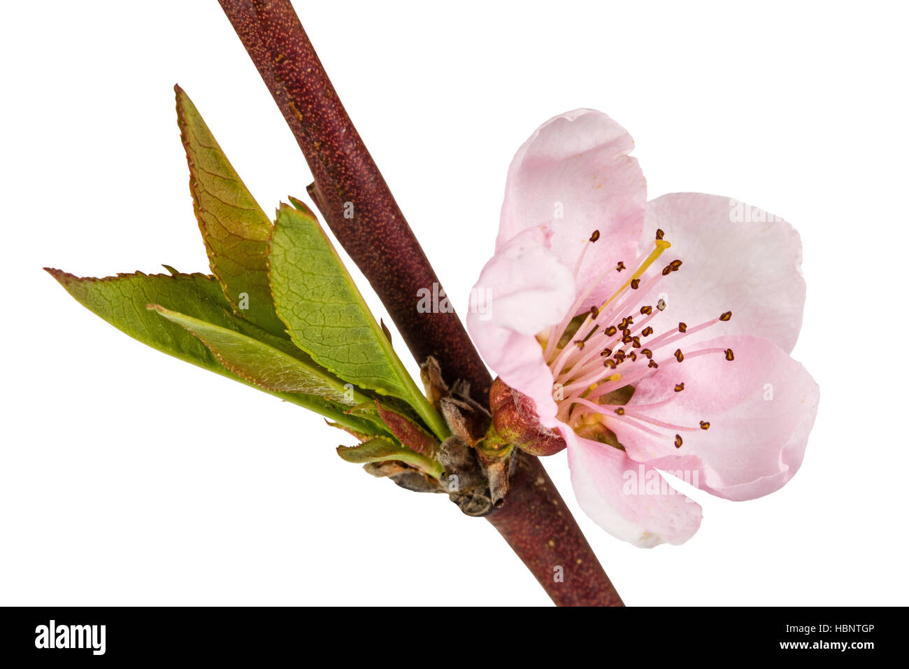 Peach blossom, isolated on white background Stock Photo - Alamy