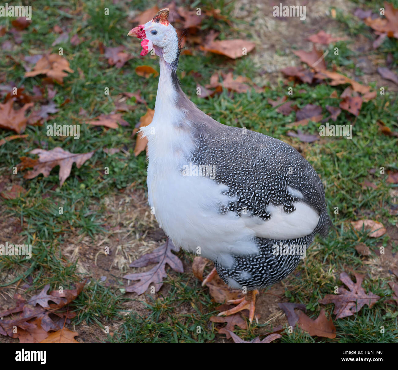 Guinea Fowl bird on the ground in Autumn. Stock Photo