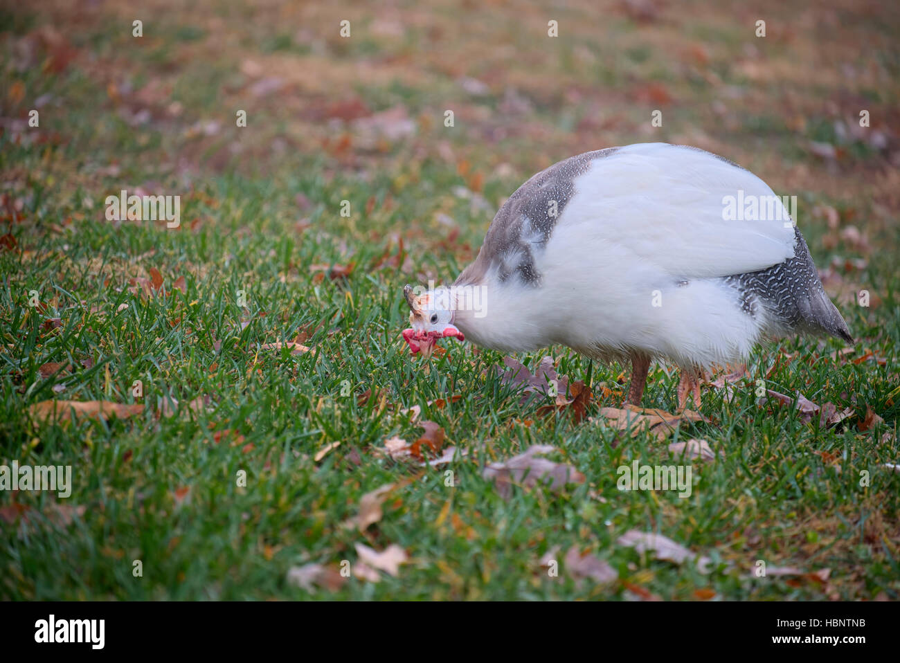 Guinea Fowl bird on the ground in Autumn. Stock Photo