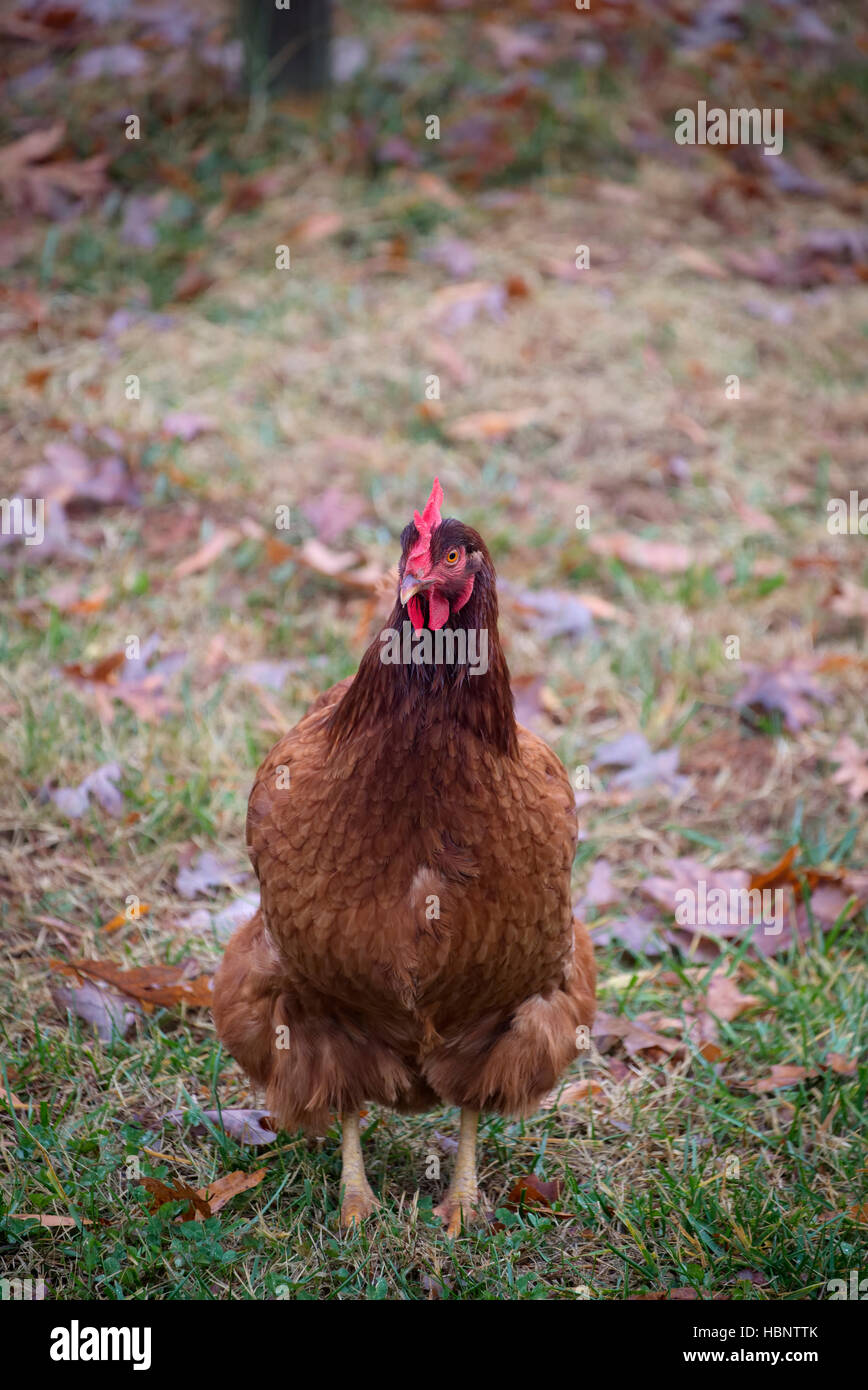 Rhode island red chicken hires stock photography and images Alamy