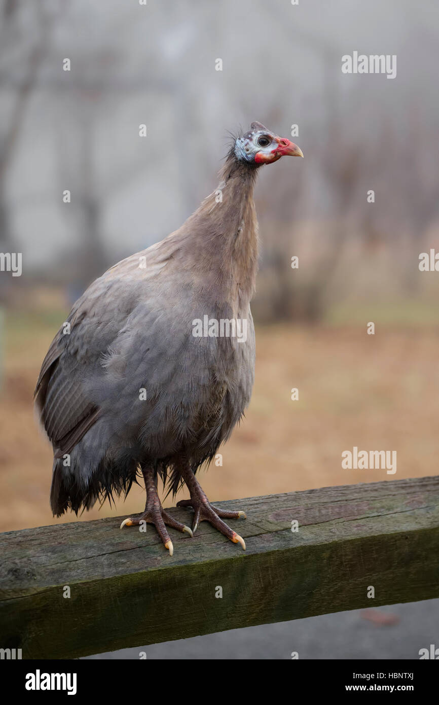 Guinea Fowl on fence rail Stock Photo