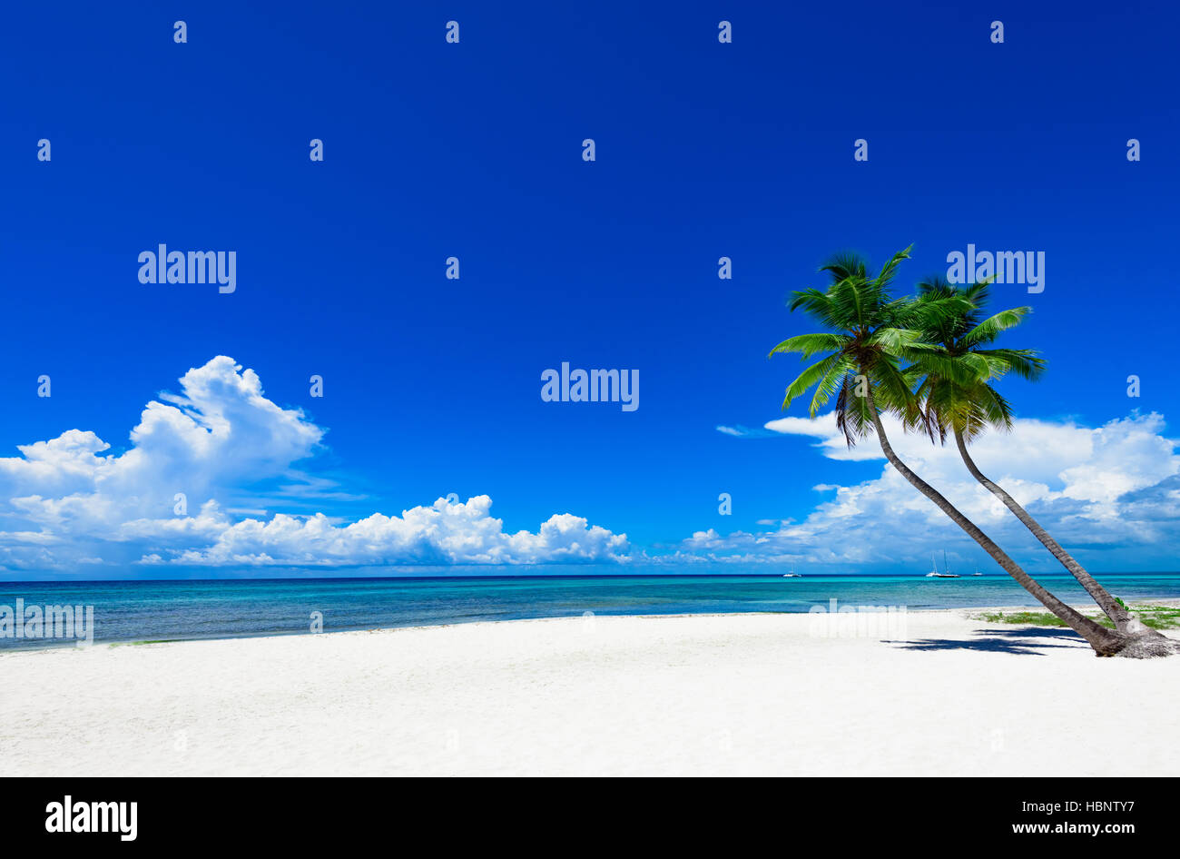 paradise tropical beach palm Stock Photo - Alamy