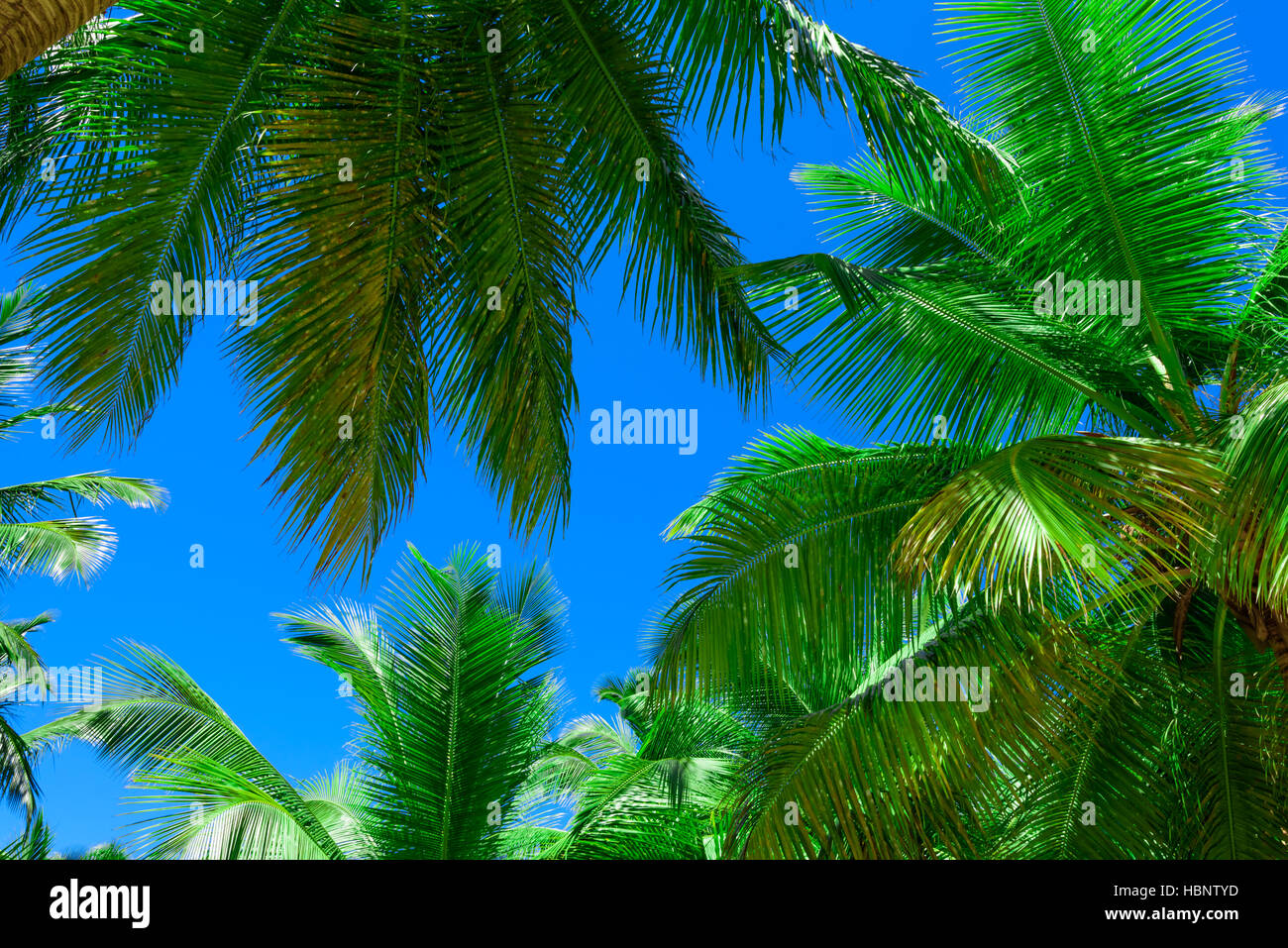 palm sun top Stock Photo - Alamy