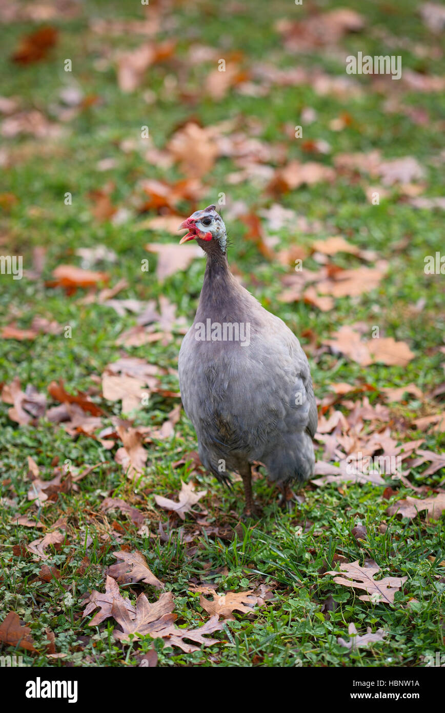 Guinea Fowl on Autumn yard Stock Photo