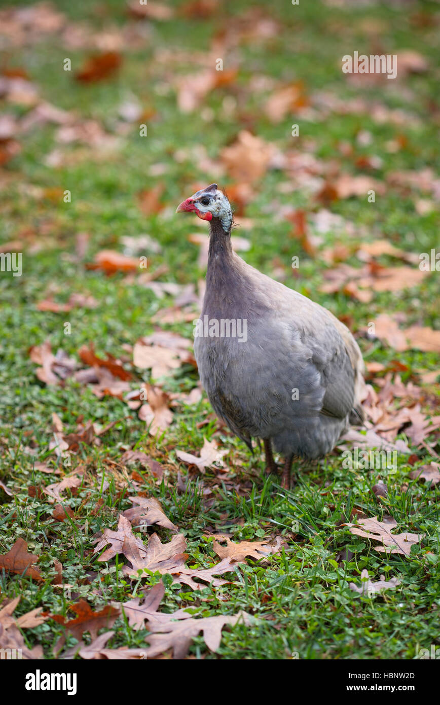 Guinea Fowl on Autumn yard Stock Photo
