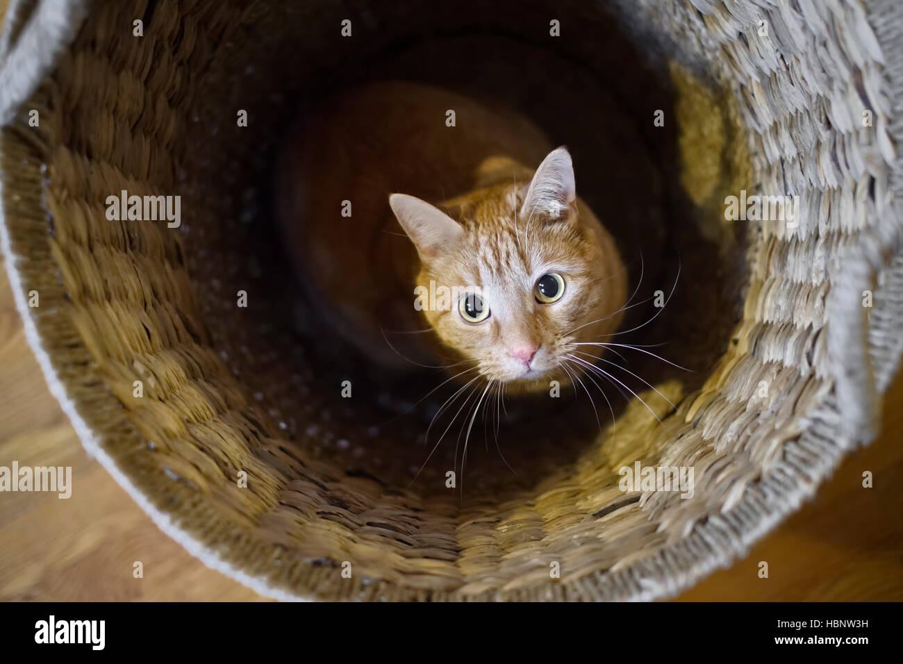 Cat in a laundry basket looking up Stock Photo Alamy