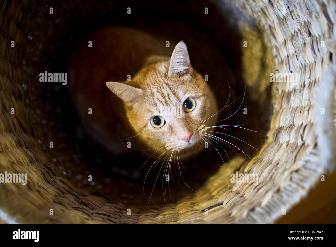 Cat in a laundry basket looking up Stock Photo