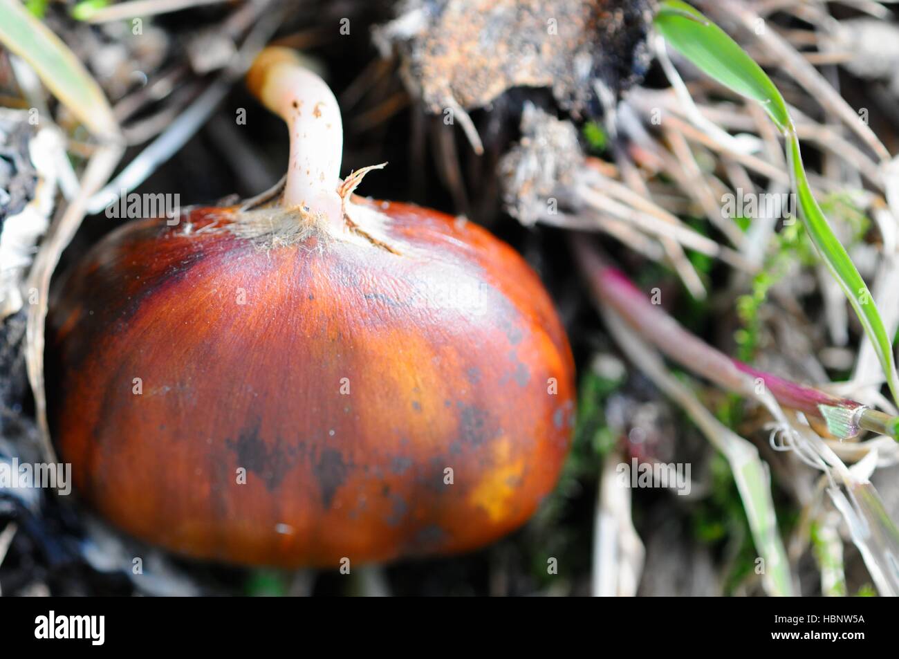 Chestnut soil hires stock photography and images Alamy