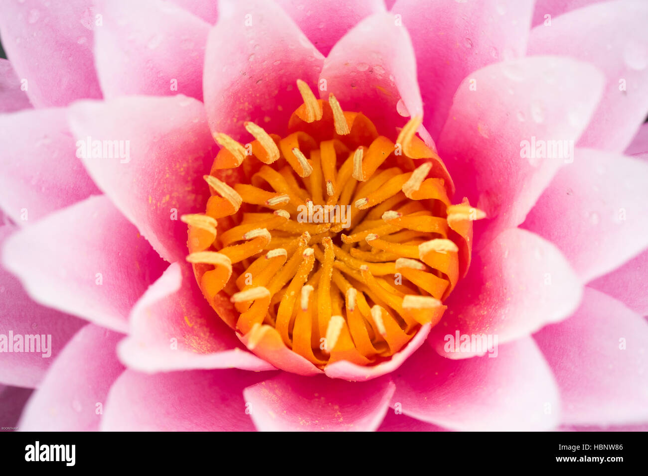 The beautiful of water lily Stock Photo